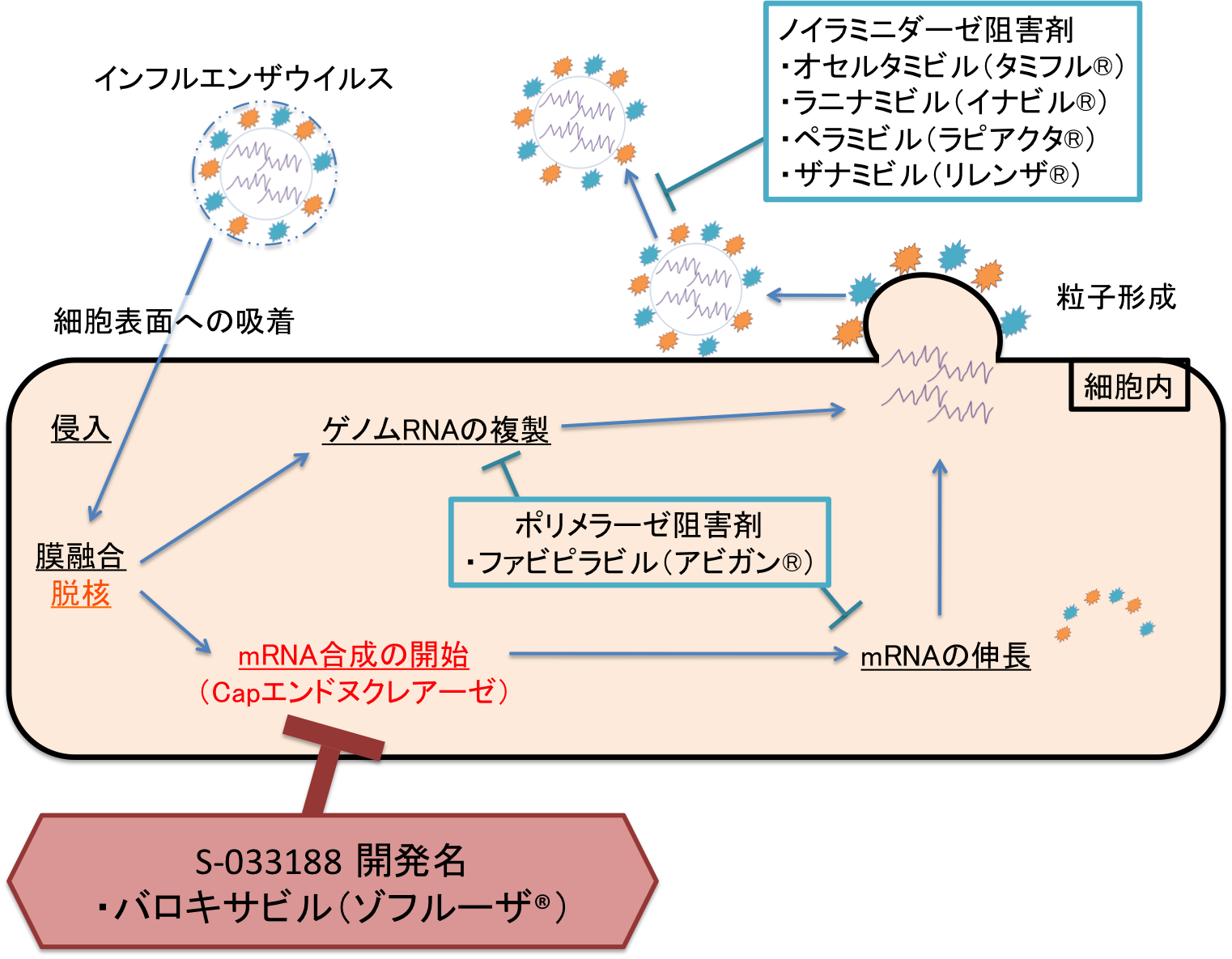 人気 インフルエンザ 耐性 メカニズム キャップ依存性エンドヌクレアーゼ site ac.jp