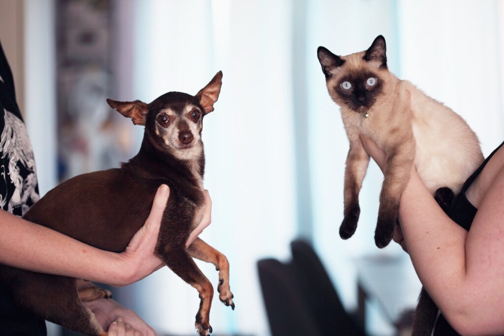 person holding siamese cat and chihuahua