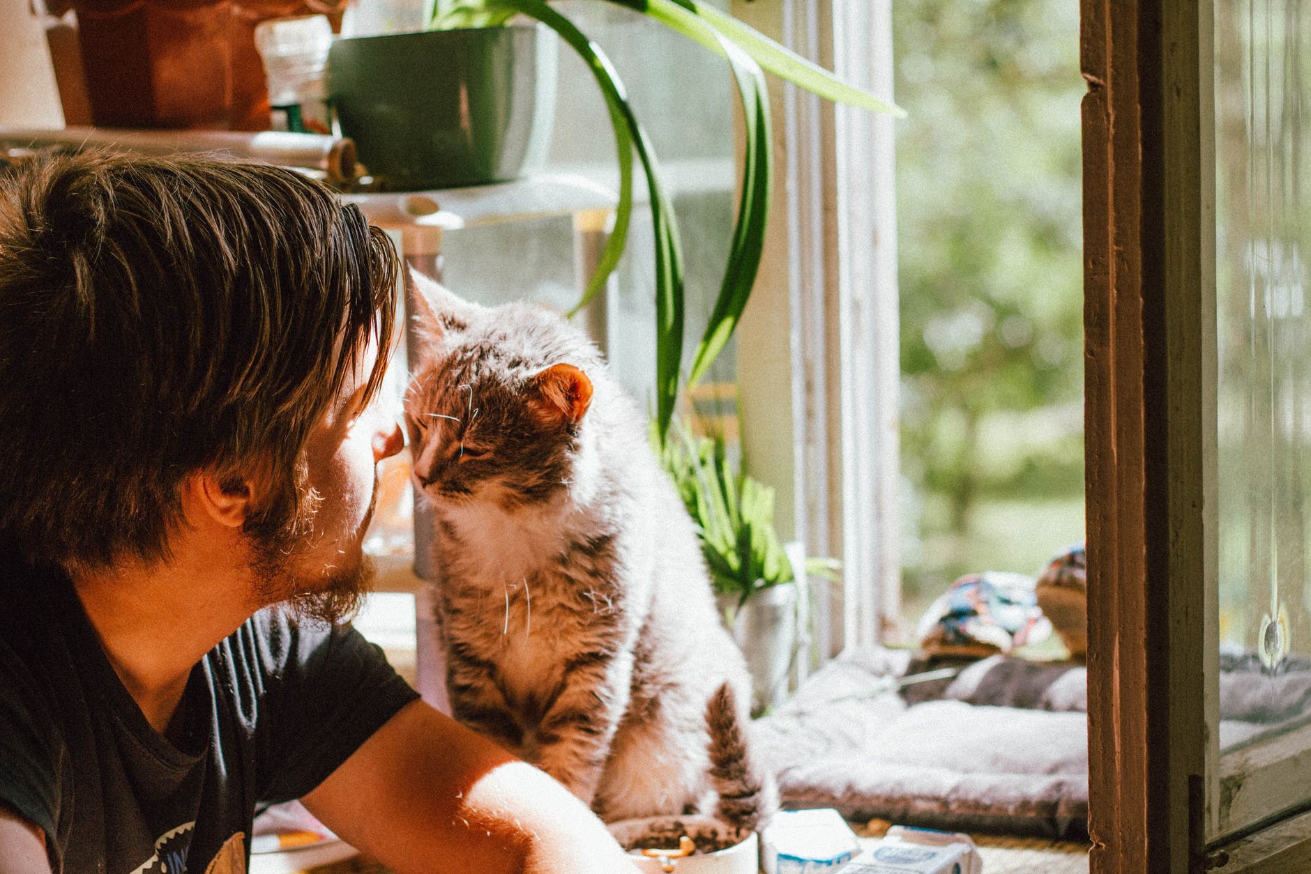cute cat smelling unrecognizable bearded man on windowsill at home