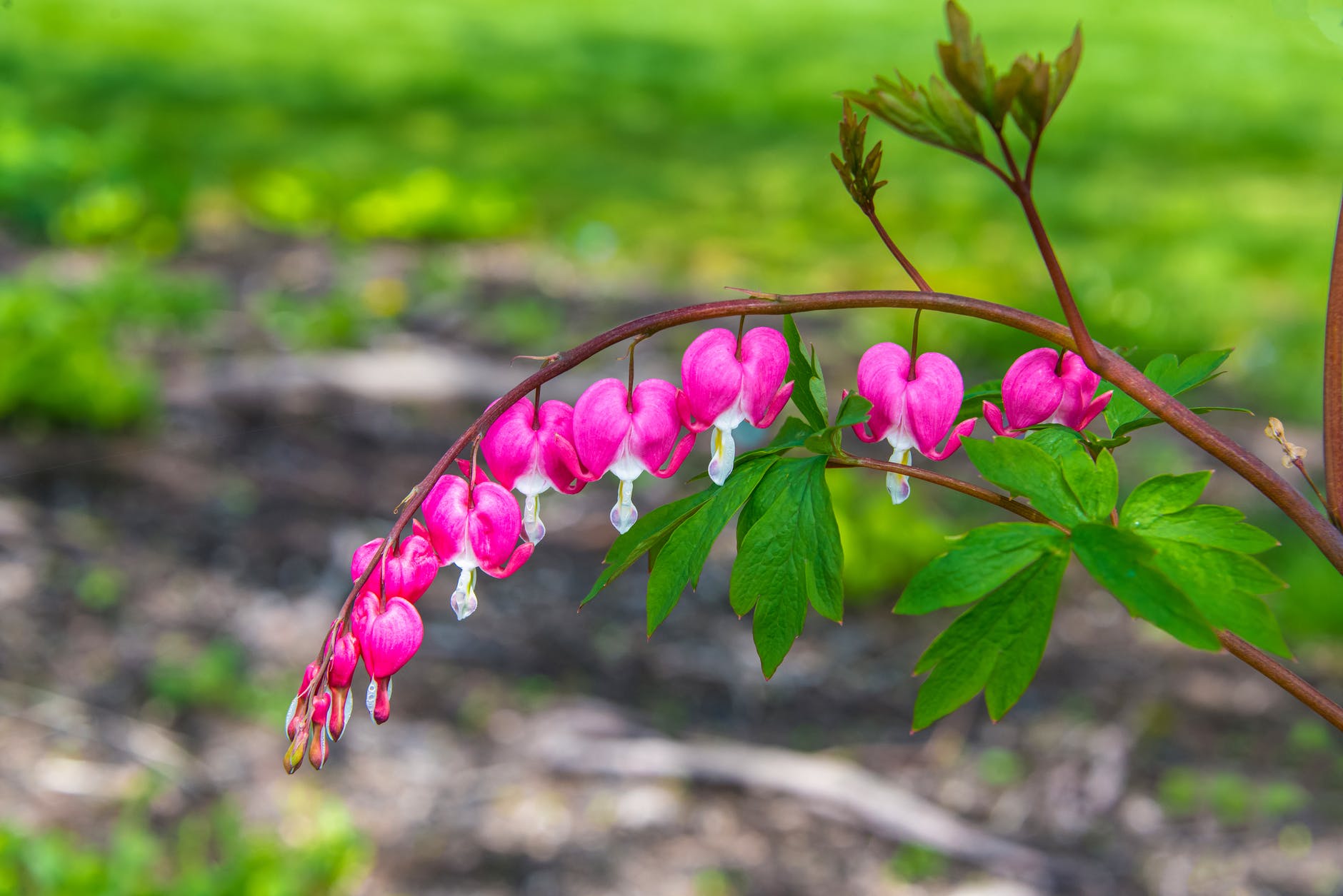 close up photo of pacific bleeding heart flower