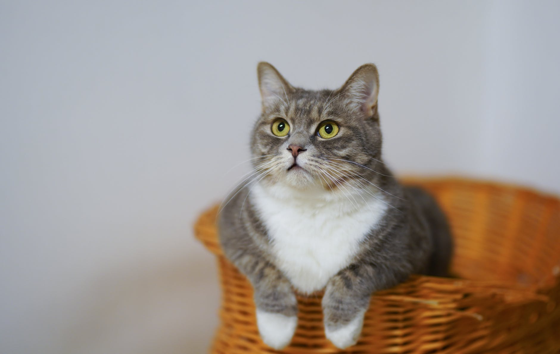 white and gray cat in brown woven basket